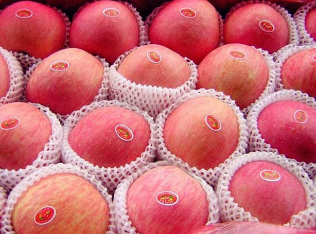 蘋果冷庫(kù)安裝 水果冷庫(kù)建造使用要點(diǎn)