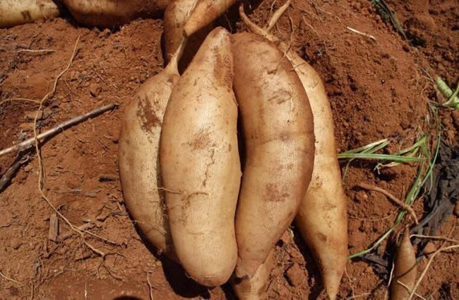 雪蓮果冷庫(kù)建造溫度 雪蓮果在冷庫(kù)中存放時(shí)長(zhǎng)